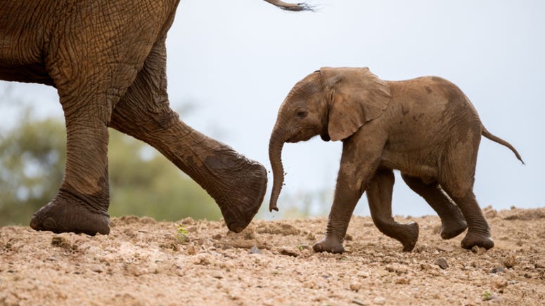 Fort Worth Zoo announces birth of baby elephant