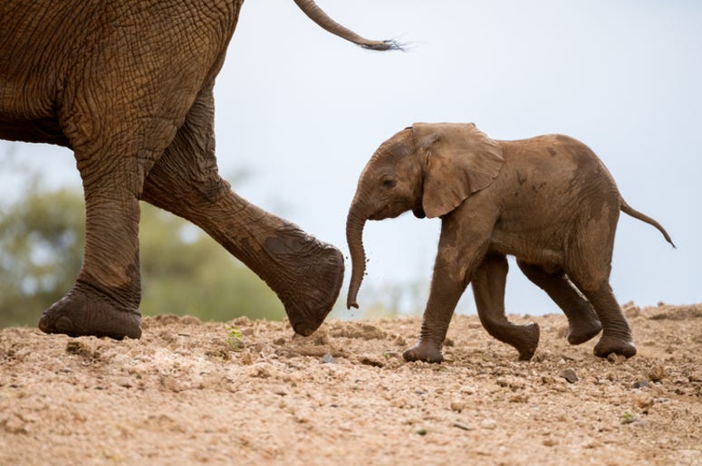 Baby_Elephant
