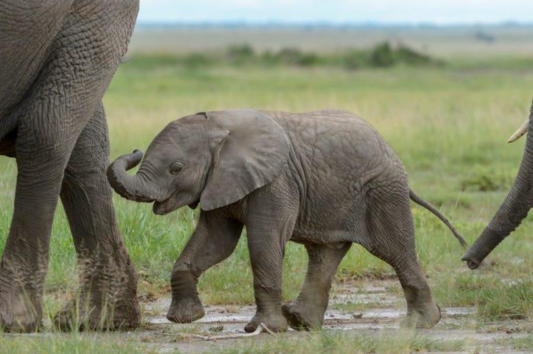 Baby_Elephant