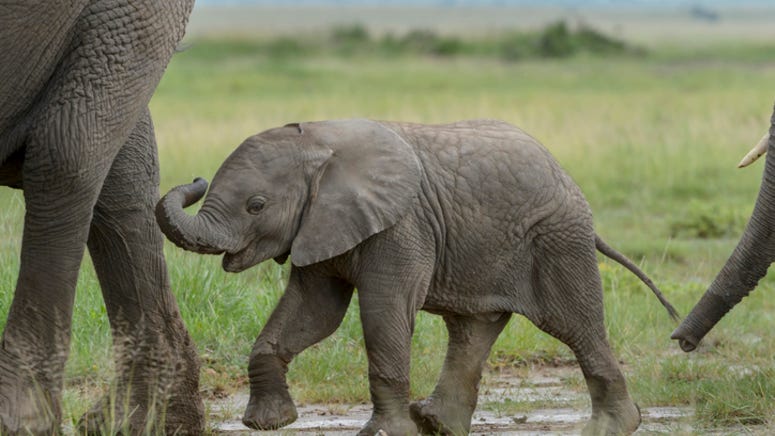 Fort Worth Zoo shares video of baby elephant’s first swim