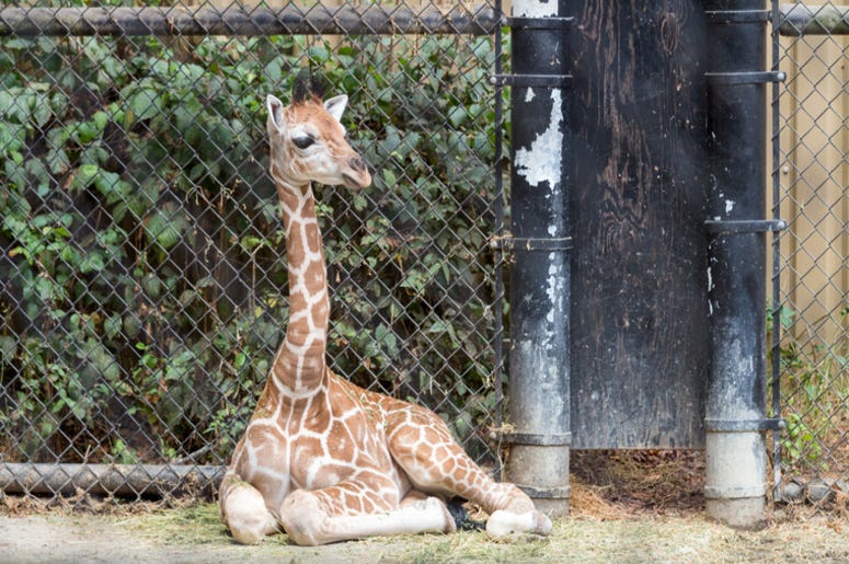 Baby_Giraffe
