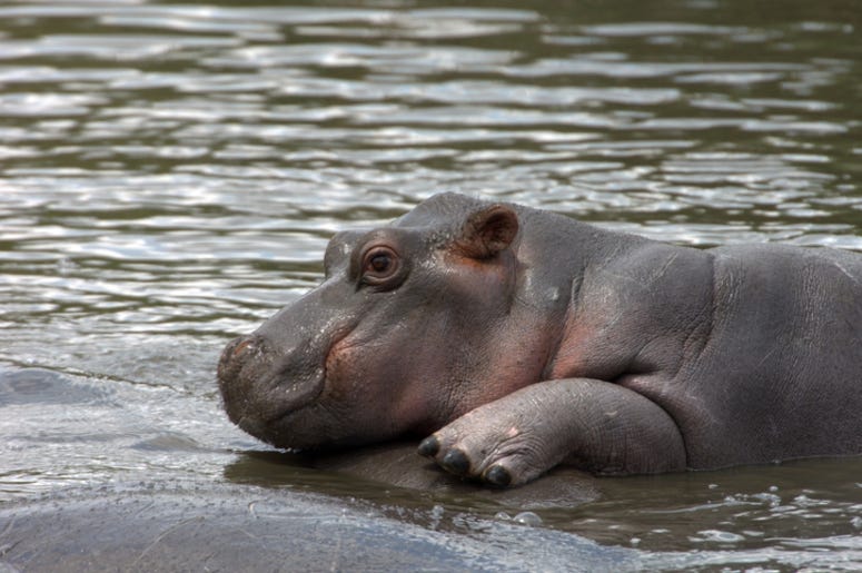 Baby_Hippo