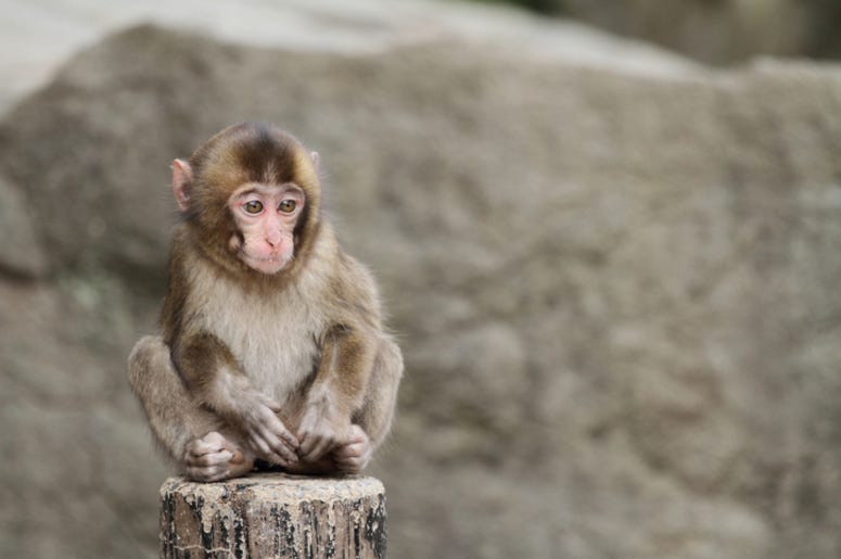 Baby_Monkey