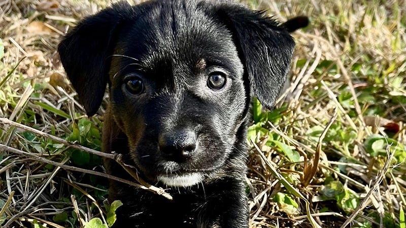 small black puppy in grass