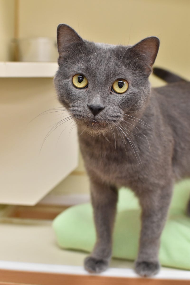 Bach, a two-year-old Domestic Shorthair who loves to be around his humans and to have daily play sessions with them