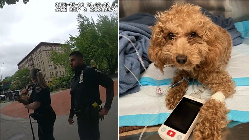 Rocket the dog is recovering after she was thrown off a ledge by her owner on May 16, police said