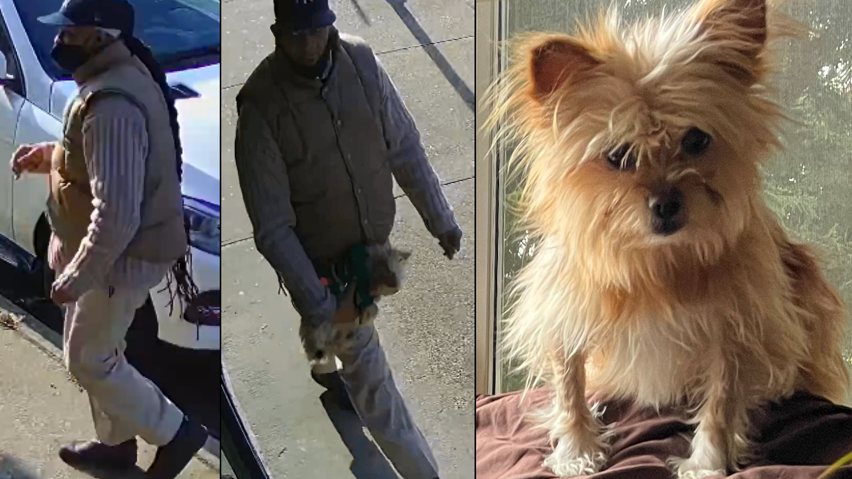 Dog snatched off LI street on Christmas Eve returned to owner: report
