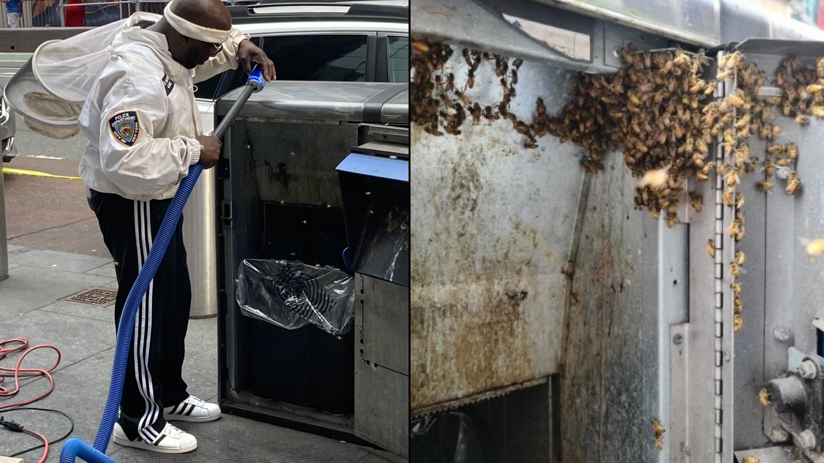 PICS & VIDEO: 10K bees removed from Times Square weeks after another swarm relocated