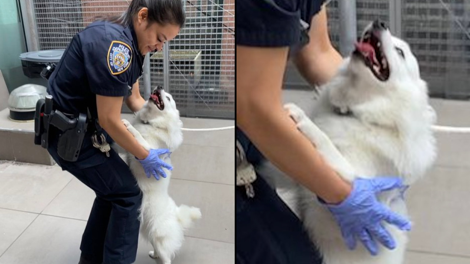 'LUCKY PUP': NYPD officer adopts dog she helped rescue from hot car on UES