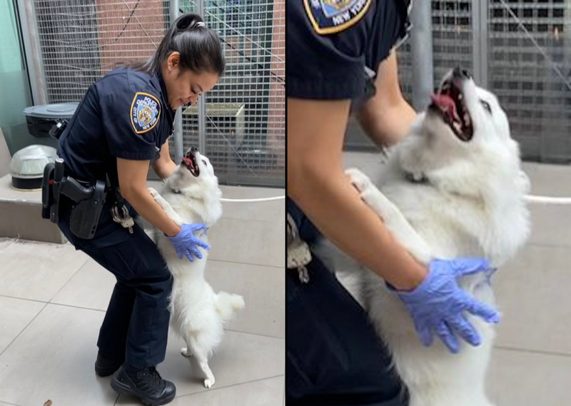 A "lucky pup" rescued from a hot car on the Upper East Side was adopted by an NYPD officer who helped save him