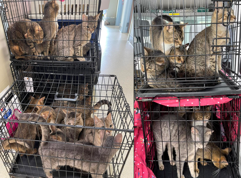 The cats are all believed to be Abyssinian mixes