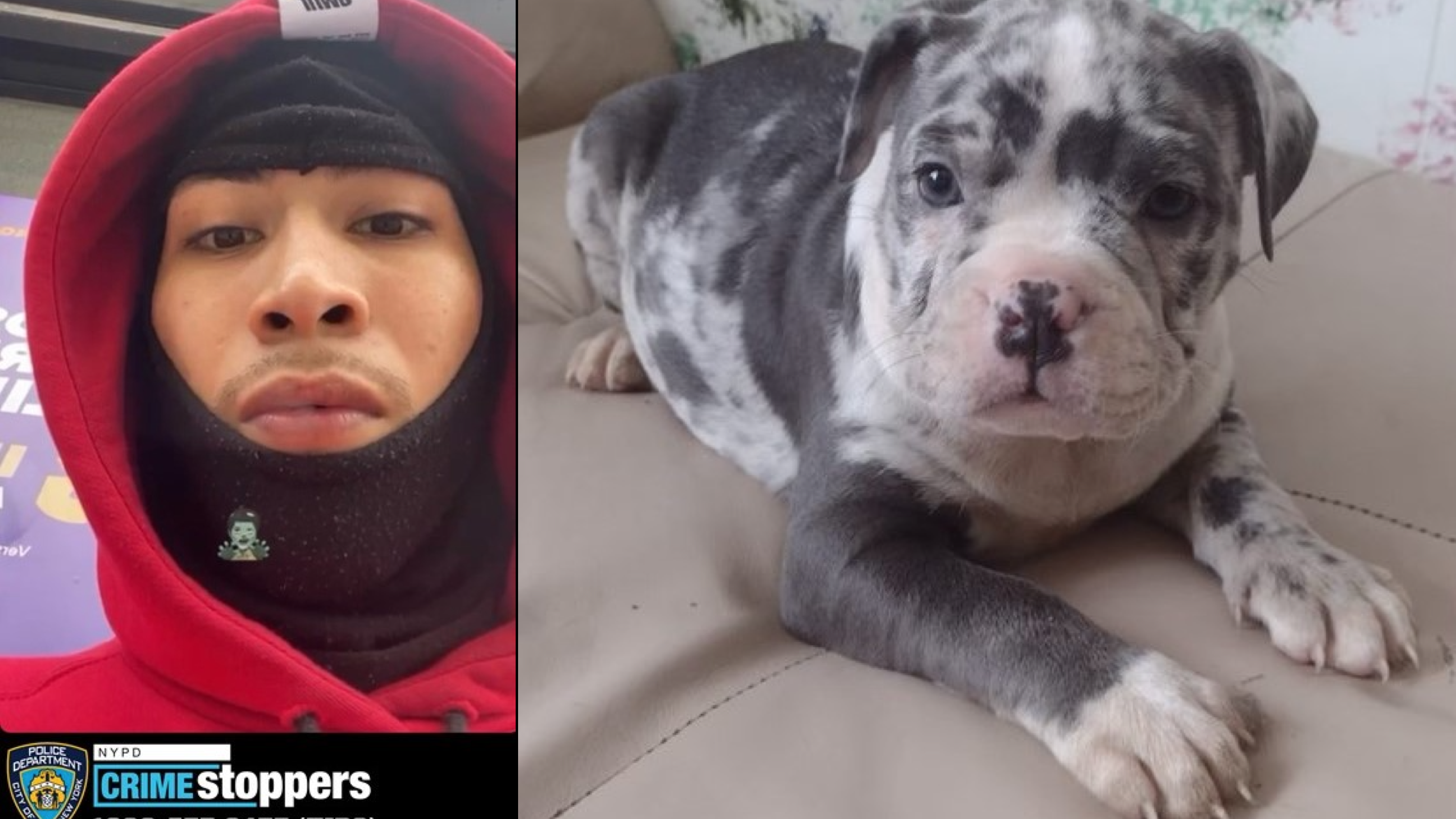 Dog stolen at gunpoint by 3 men in the Bronx