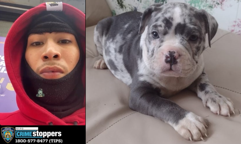 Police released an image of one of the three suspects, as well as a photo of the stolen dog
