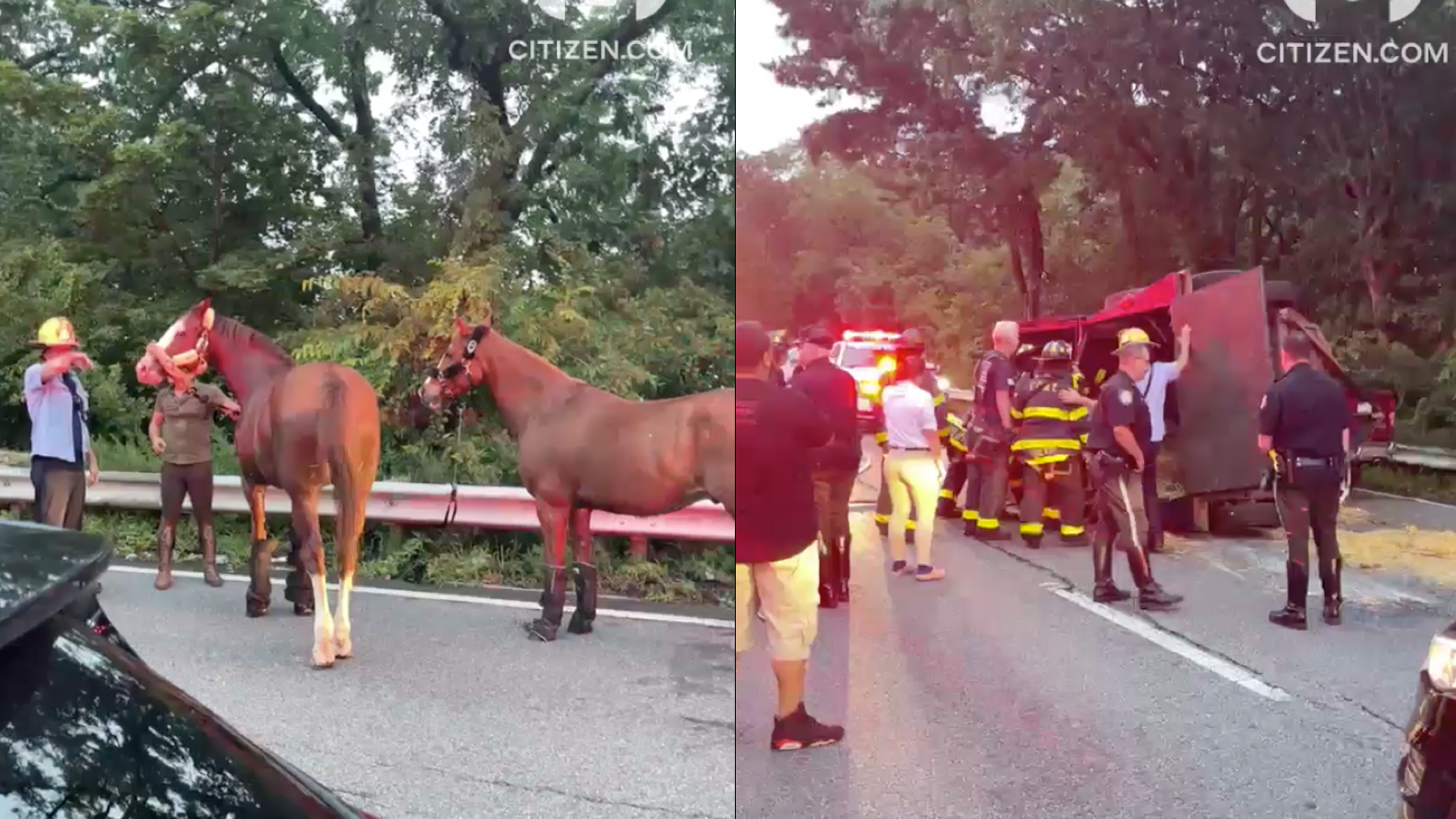 VIDEO: Giddy up! Horses walk along Brooklyn's Belt Parkway after their trailer overturns