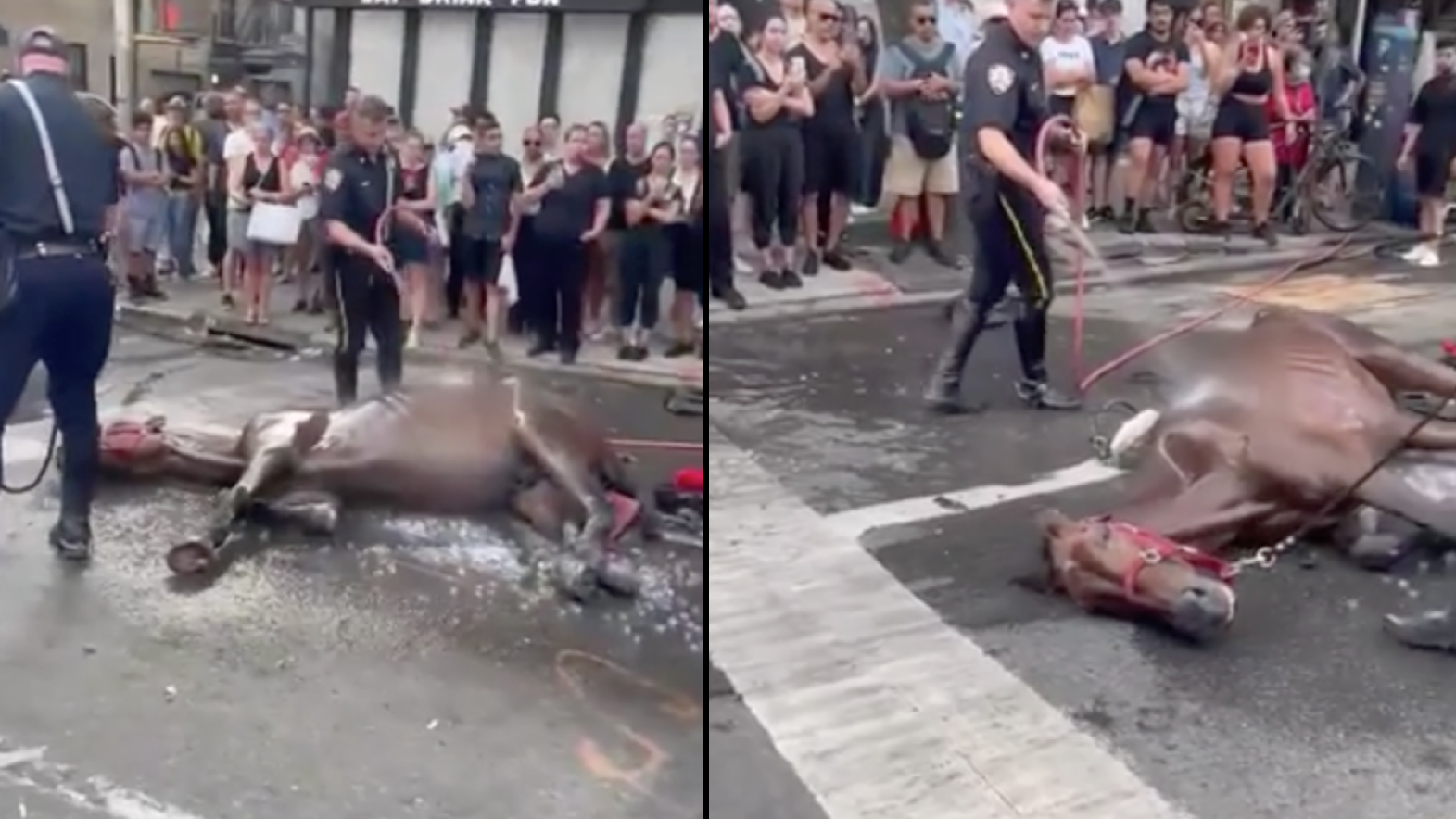 Carriage horse Ryder dead months after collapsing on Manhattan street