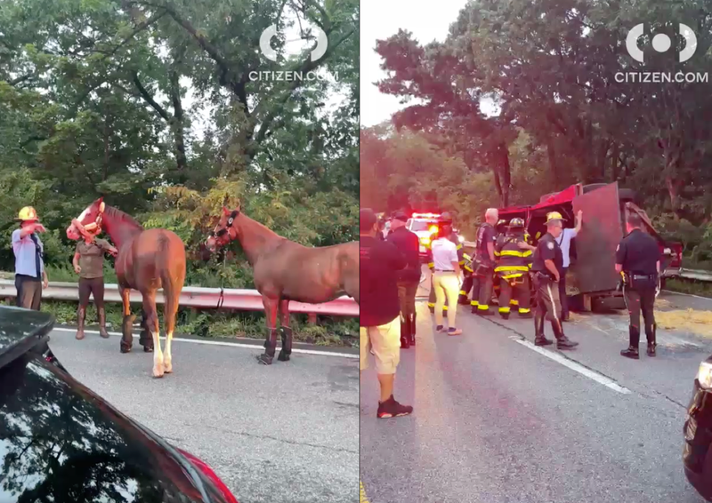 Horses