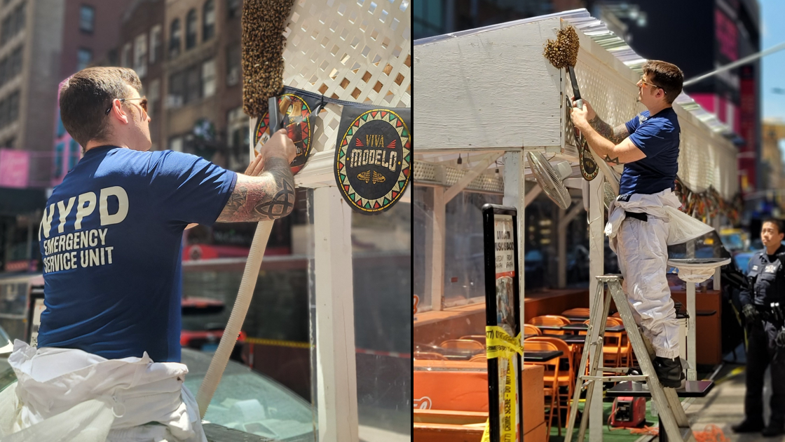 PHOTOS: Buzz off! Thousands of bees removed from Times Square restaurant