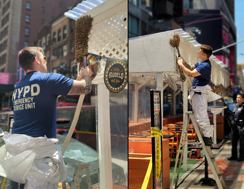 About 2,000 bees were removed from a restaurant on W. 46th Street, near Seventh Avenue, on Sunday