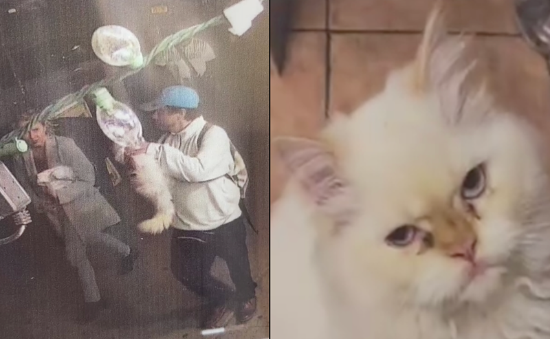 Surveillance video shows Snow the cat being taken on the night of May 7