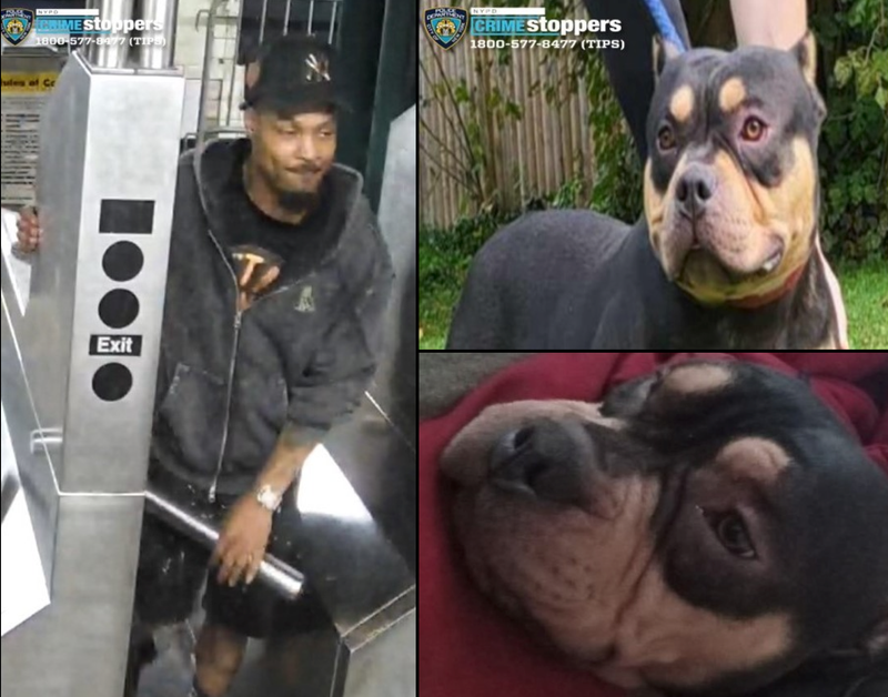 Police are still searching for a suspect after an American Bully who was kidnapped on the subway was returned, sources said