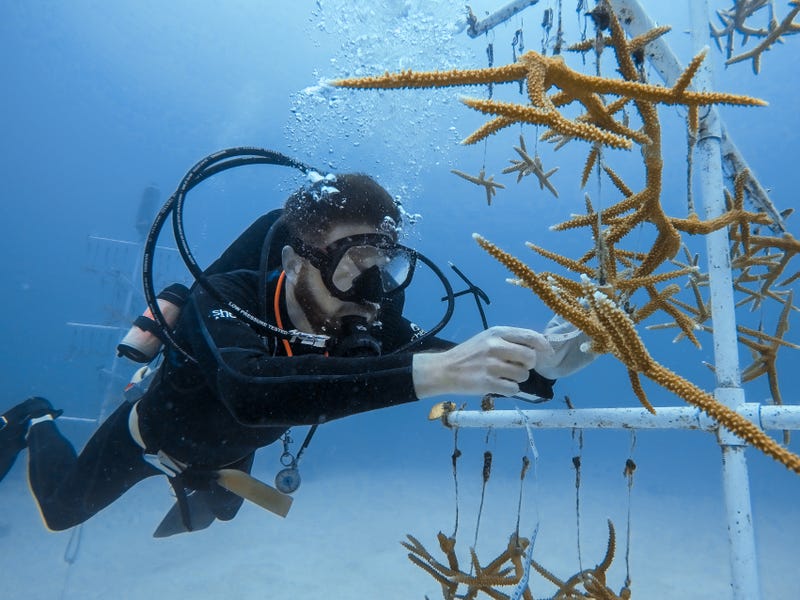 The Shedd aims to take the momentum from the study to the Bahamas to expand heat tolerance testing to even larger coral populations and help boost the resilience of Bahamian coral reefs—the primary marine research location for Cunning’s work. They also plan to bring efforts back to Chicago to inspire local teens to help save coral reefs.