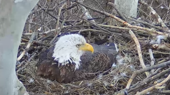 Intruder to U.S. Steel eagle nest gets rude awakening