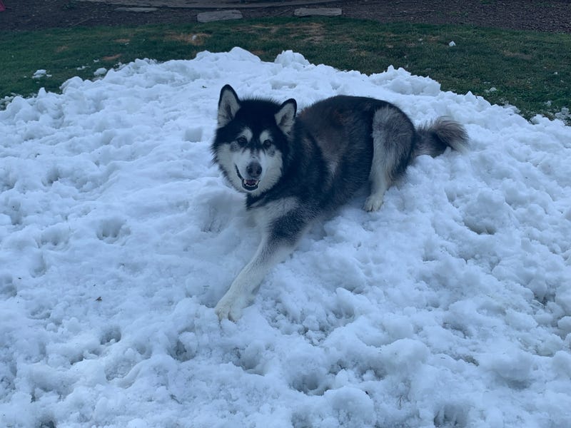 Jake approved (Balian in the snow)