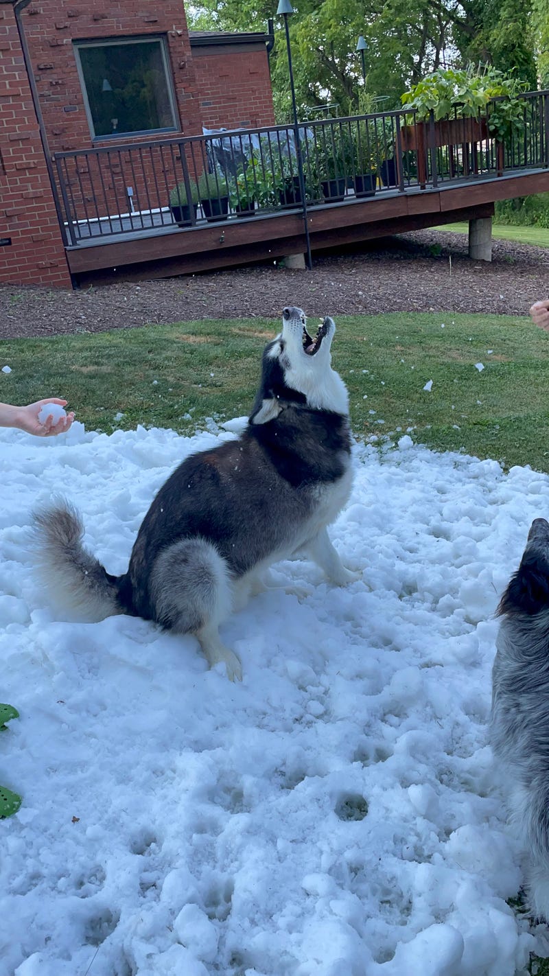 Jake approved (Balian in the snow)