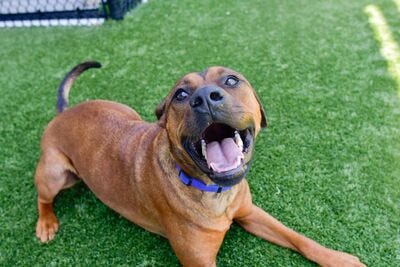 Barkley #A1150255