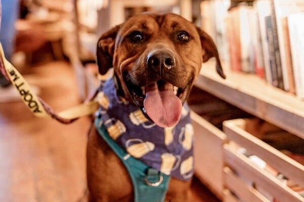 Barkley #A1150255