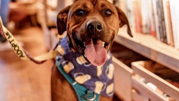 Canine Corner: Barkley