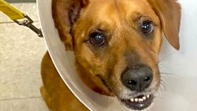 Barney @ Austin Humane Society