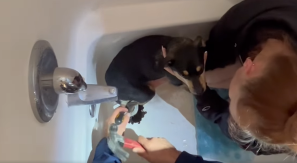 dog stuck in tub