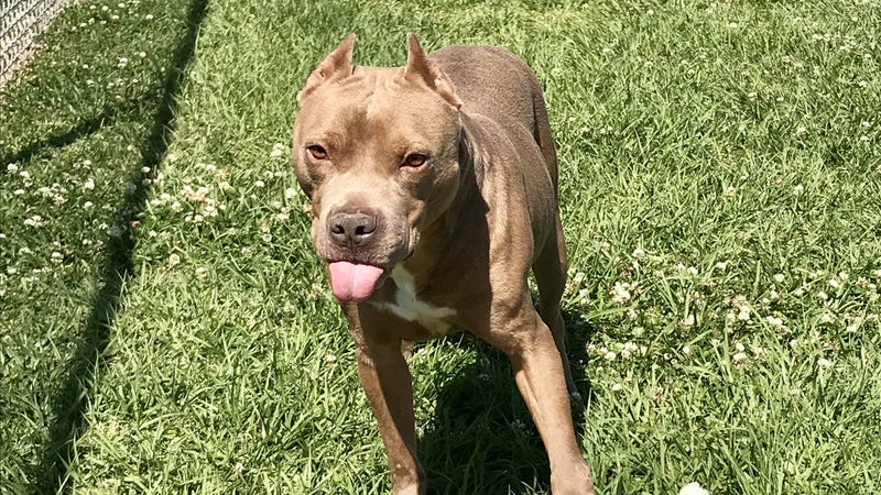 Bart the dog