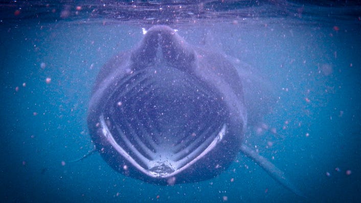 WATCH: Kayaker gets shockingly close to a basking shark under his boat