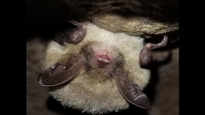 Nearly 60 species added to Michigan's list of threatened and endangered species