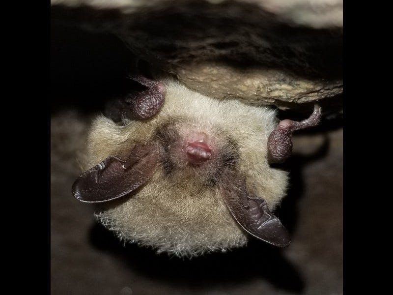 Northern long-eared bat