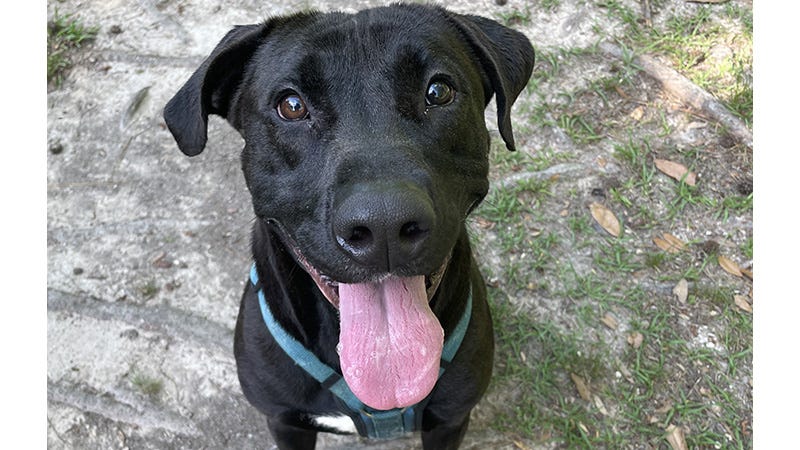 Black dog smiling with tongue out