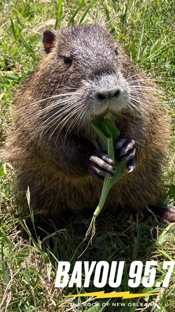 Neuty eats greens to stay healthy. 