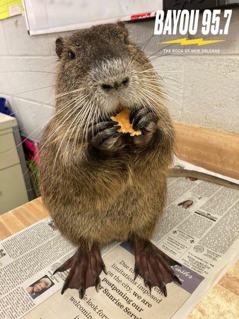Neuty snacks on a newspaper. 