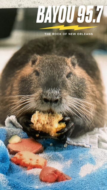 Neuty enjoys some snacks. 