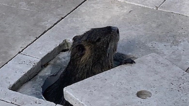 Neuty, Bayou's Mascot