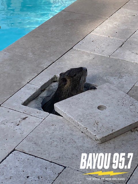Neuty takes a dip near the pool. 