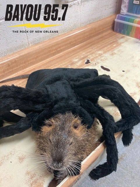 Neuty is a spider costume. 