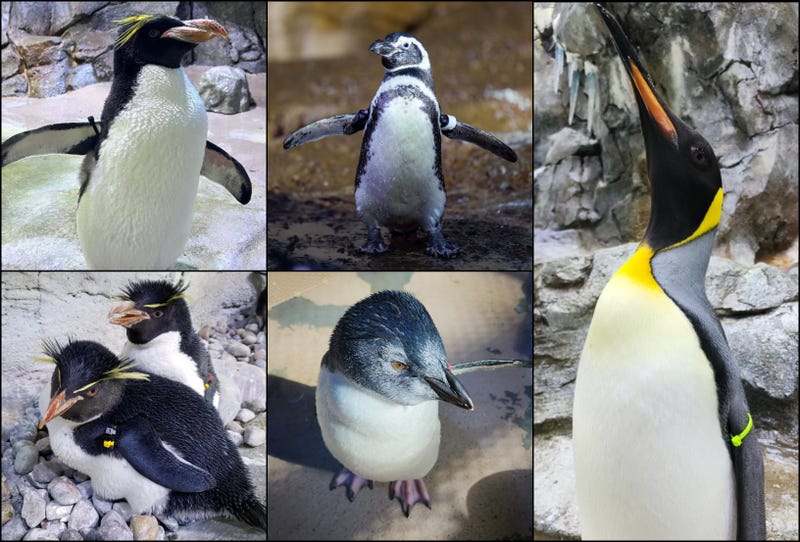 Penguins from the Detroit Zoo and John Ball Zoo are gearing up for the Penguins International’s Annual March of the Penguin Madness competition