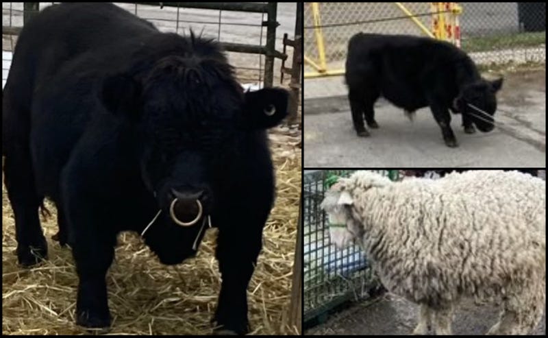 A bull, named 'Little Bully," a sheep named "Angel" and a goat were snatched from their pens last last Friday