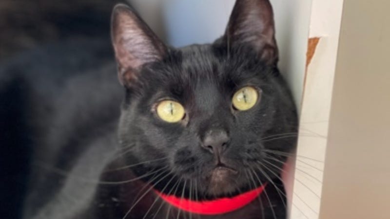 Bean @ Austin Humane Society 1/11/23 Born Halloween 2016
