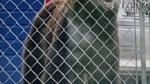 Wildlife officials tranquilize bear sleeping in Pasadena backyard
