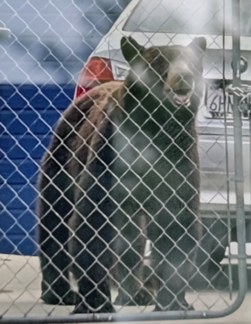 Bear found wandering in Pasadena neighborhood.