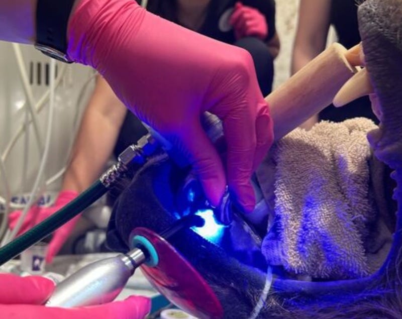 Two Harbors veterinary dentist Dr. Grace Brown didn't want to hear any patient growls as she carefully placed a crown over the cracked tooth of Tundra, a 6-year old Alaskan Brown Bear who resides at at Duluth, Minnesota's Lake Superior Zoo.